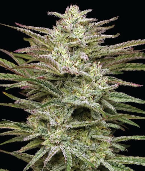 Jelly Donutz > Humboldt Seed Company | Feminized Cannabis   |  Hybrid